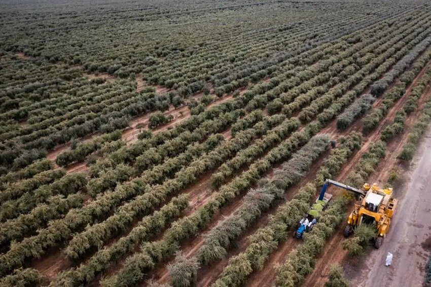 Agricultural Land Investment in Turkey: Opportunities in Olive Groves for Sale